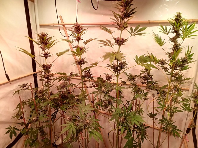 Growreport Bild 52