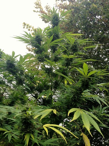 Growreport Bild 19