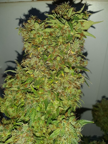 Growreport Bild 9