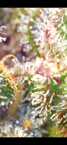 Growreport Bild 37