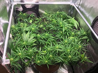 Growreport Bild 1