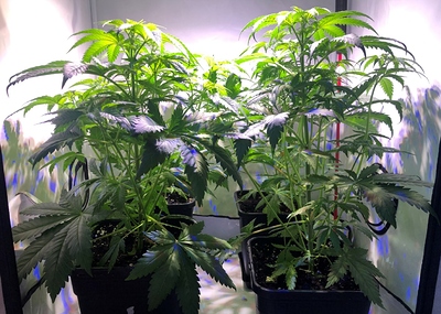 Growreport Bild 4