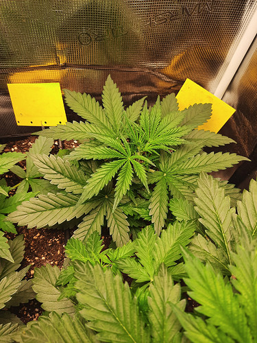 Growreport Bild 5