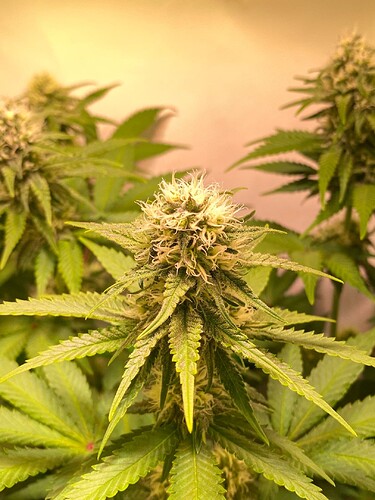 Growreport Bild 2