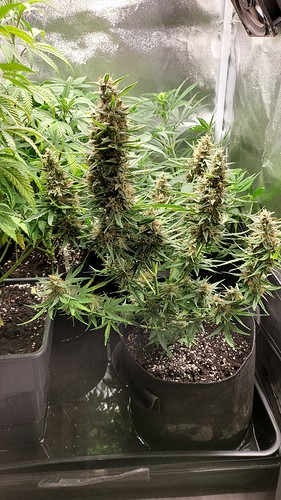 Growreport Bild 1