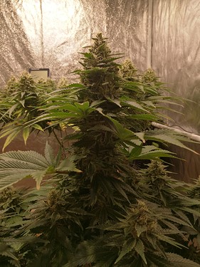 Growreport Bild 6
