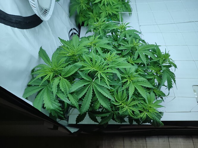 Growreport Bild 39