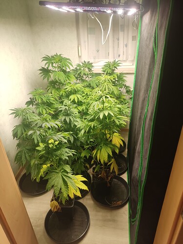 Growreport Bild 38