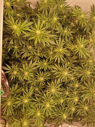 Growreport Bild 1