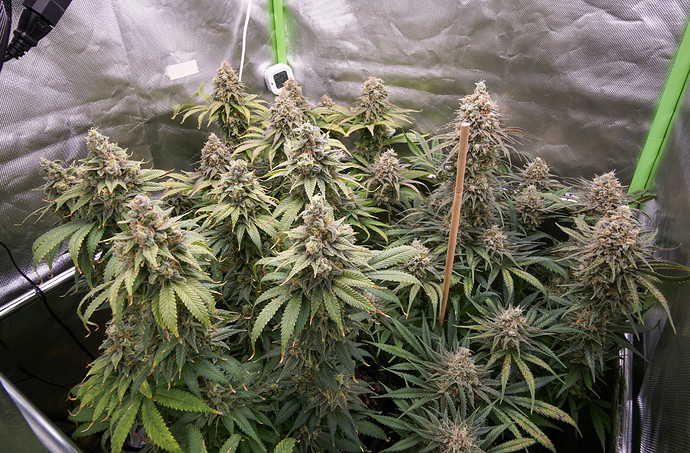 Growreport Bild 1