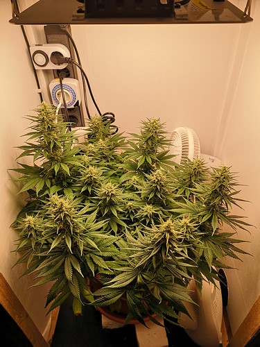 Growreport Bild 3