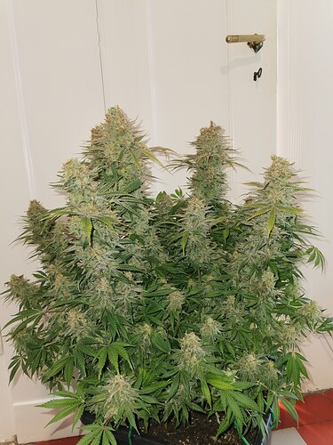 Growreport Bild 8