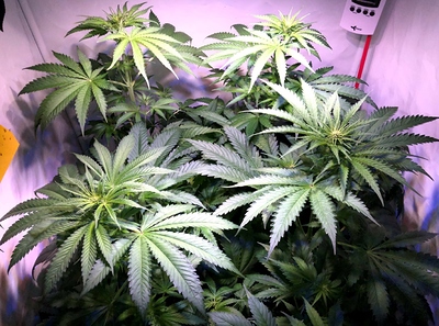 Growreport Bild 6
