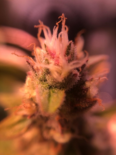 Growreport Bild 41