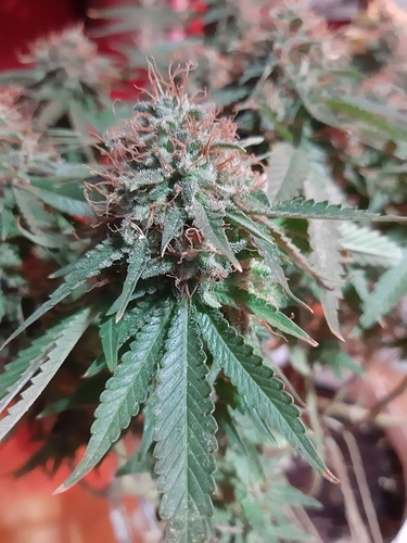 Growreport Bild 2