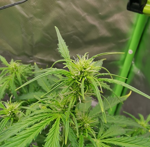 Growreport Bild 2