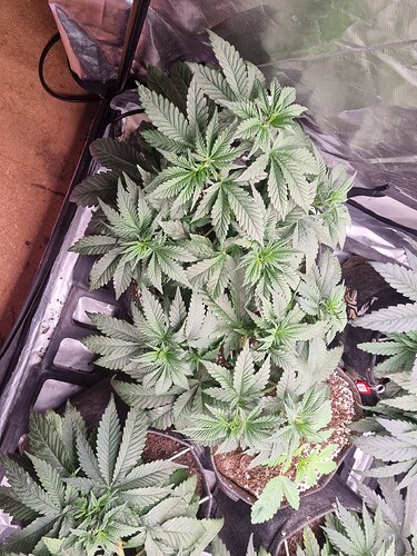 Growreport Bild 6