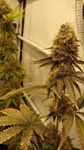 Growreport Bild 5