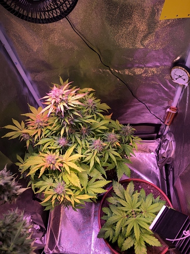 Growreport Bild 9