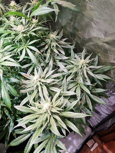 Growreport Bild 44