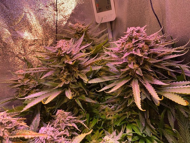 Growreport Bild 27