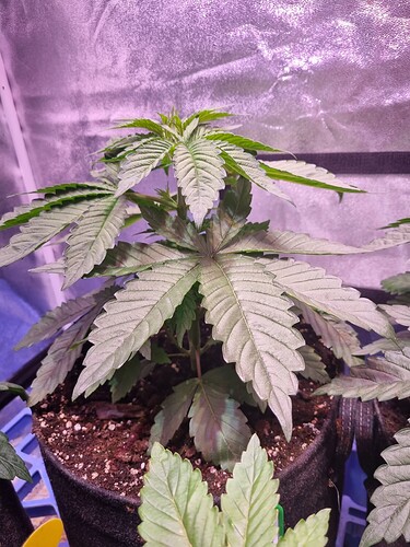 Growreport Bild 37