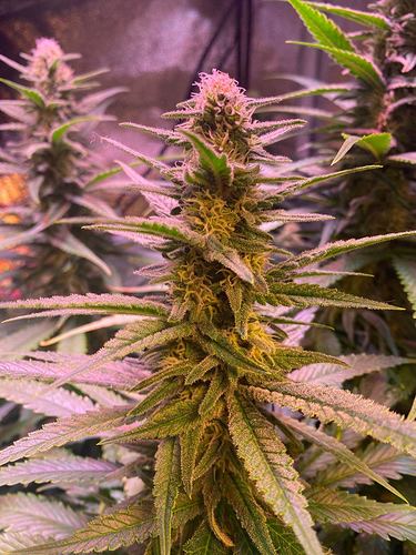 Growreport Bild 32