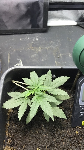 Growreport Bild 2