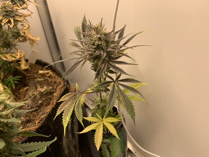 Growreport Bild 3