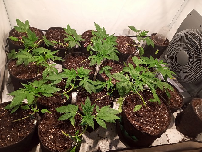 Growreport Bild 18