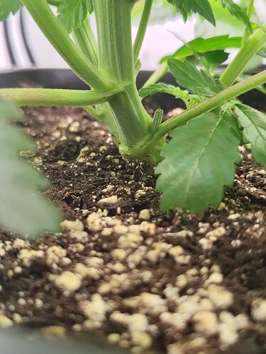 Growreport Bild 3