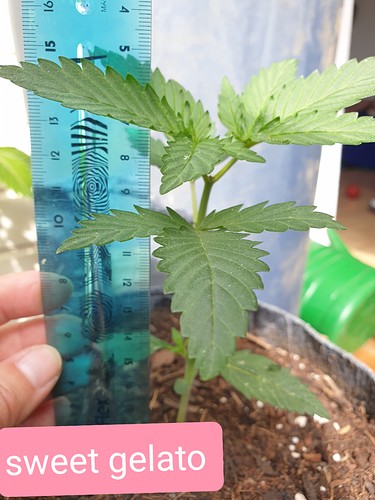 Growreport Bild 12