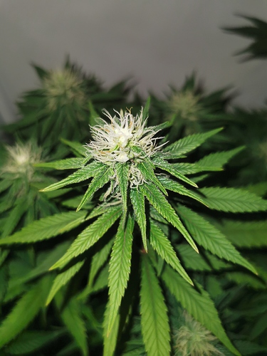 Growreport Bild 5