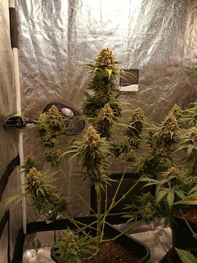 Growreport Bild 12