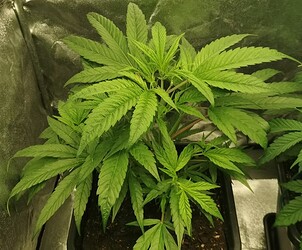 Growreport Bild 9