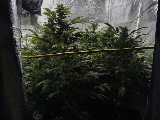 Growreport Bild 5