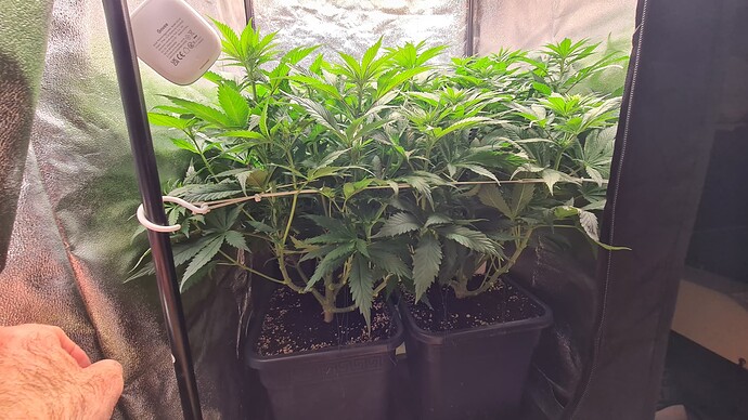 Growreport Bild 6