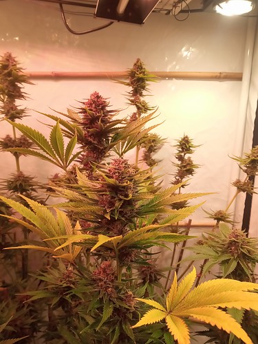 Growreport Bild 9