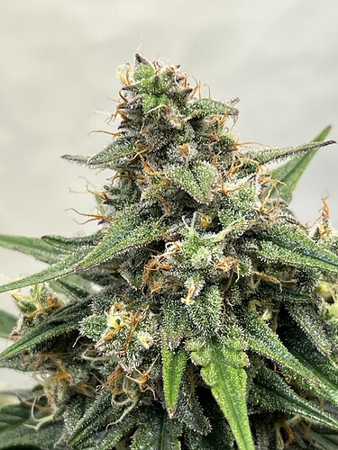 Growreport Bild 32