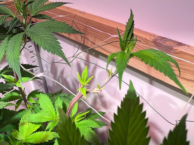 Growreport Bild 6
