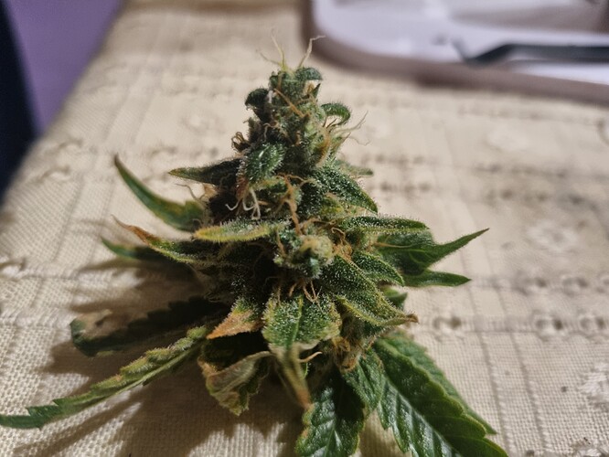 Growreport Bild 3