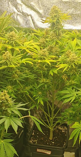Growreport Bild 32