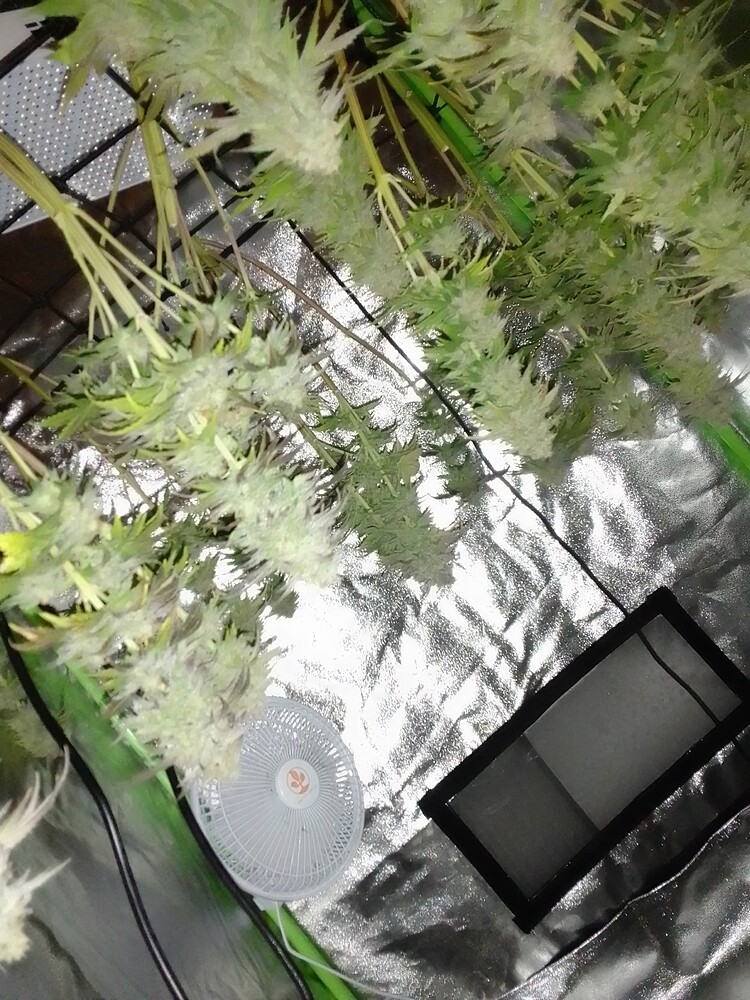 Erster Grow: 130W LED mit 5x Special Queen und 1x Unbekannt
