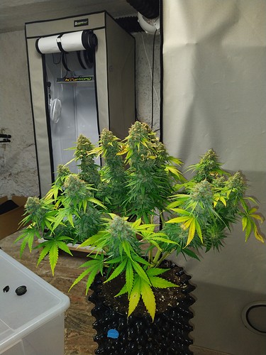 Growreport Bild 3