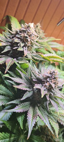 Growreport Bild 5