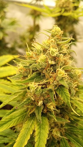 Growreport Bild 24