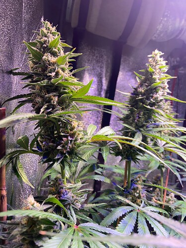 Growreport Bild 2