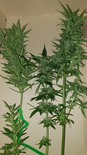 Growreport Bild 4