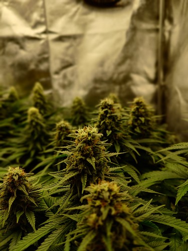Growreport Bild 11