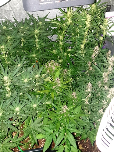 Growreport Bild 4